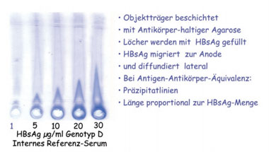 Abb. 4: Quantitative Immun-Elektrophorese (QIE) von HBs-Antigen  (Laurell-Elektrophorese). Gerlich und Thomssen, Devel. Biol. Standard 1975. Gerlich et al., 2004. Hepatitis B Virus Protocols