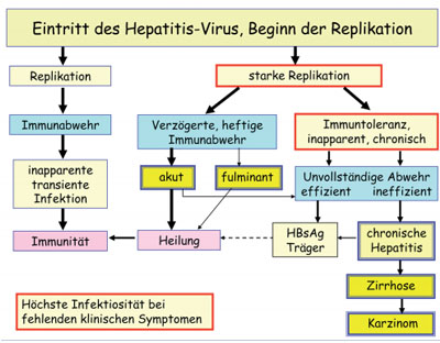 Abb. 1: Verlaufsformen der Hepatitis B-Virus-Infektion je nach Zeitpunkt und Stärke der Immunantwort