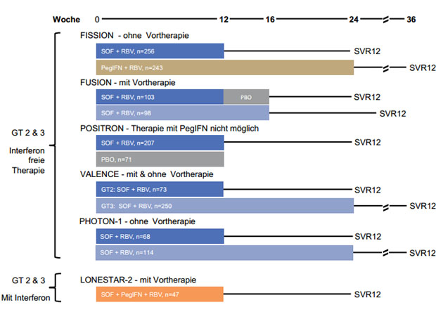 Abbildung 2: . Übersicht der Studien mit SOF zu den Genotypen 2 & 3. Betrachtet wurde jeweils die SVR12,  als die SVR-Rate zu Woche 12 nach Therapieende. SOF wurde in allen Studien mit 400 mg einmal täglich  verabreicht, Ribavirin mit 1000-1200 mg/d und in LONESTAR 2 wurde PegIFN mit 180 µg/Woche dosiert.
