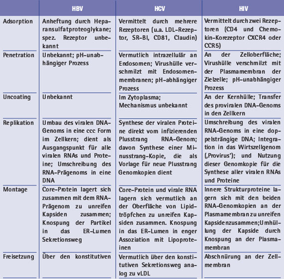 Tab. 2: Vergleich der 6 Schritte der Vermehrungszyklen von HBV, HCV und HIV