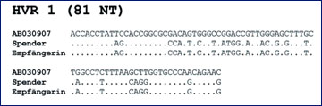 Abb. 2: Sequenzen der 81 Nukleotide (NT) umfassenden hypervariablen Region 1 (HVR 1) des HCV
