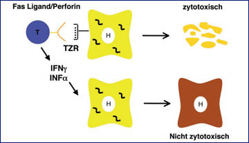 Abb. 1: Zytotoxische und nicht-zytotoxische Effektorfunktion von CD8+ T-Zellen. 