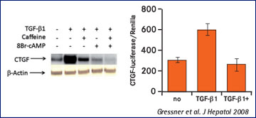 Abb. 3: Kaffee fhrt in vitro zu einer Downregulation der Faktoren TGF-b und CTGF, die die Fibrogene in der Leber frdert