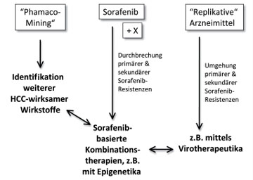 Abb. 1: Zukünftige medikamentöse Therapieformen des Hepatozellulären Karzinomes (HCC)  