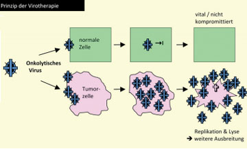 Abb. 3: Onkolytische Viren 