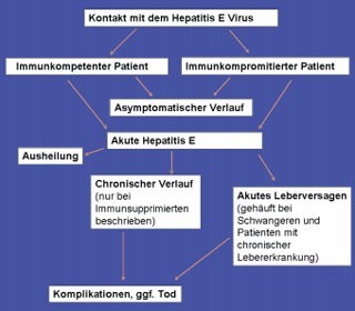 Abb. 1: Mögliche Folgen eines Kontakts mit HEV 