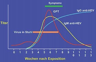 Abb. 2: Hepatitis E Infektion. Typischer serologischer Verlauf 