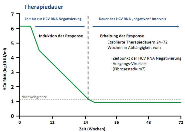 Abbildung 1: Bisheriges Konzept der Response-gesteuerten Therapie. In Abhängigkeit von der Geschwindigkeit der Induktion einen virologischen Response wird eine Erhaltungsthera-piedauer festgelegt. Dabei gilt: je rascher die Response, desto kürzer die Erhaltungsthera-piedauer und vice versa.