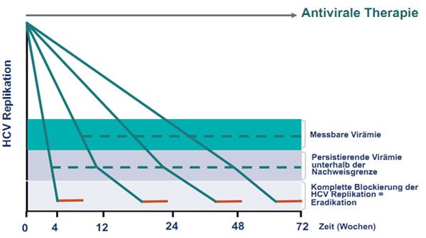 Abbildung 9: Neues Konzept der Response-gesteuerten Therapie: Bei Erreichen einer kom-pletten virologischen Response (Blockierung der HCV-RNA Replikation) ist unabhängig vom Zeitpunkt (Therapiewoche) immer nur eine kurze und fixe Erhaltungstherapiedauer notwendig (rote Linie), um die HCV-Infektion zu eradizieren.