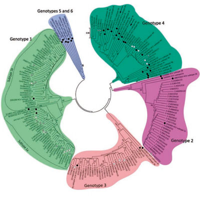 Abbildung 1: Phylogenetische Analyse von HCV bei HCV-Proteasehemer-naiven Patienten.  Schwarze Punkte  verfügbare Referenzsequenzen;  graue Dreiecke , Proteaseresistenz bei Baseline;  weiße Vierecke  , HIV/HCV-Koinfizierte. 