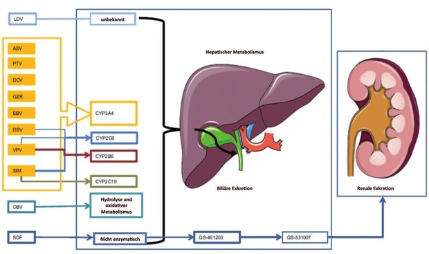 Abb. 1   Übersicht der hepatischen Stoffwechselwege der DAA (modifiziert von Smolders E et al.,  Drug Saf 2016 2 ).  ASV  = Asunaprevir,  CYP  = Cytochrom P450,  DCV  = Daclatasvir,  DSV  = Dasa - buvir,  EBV  = Elbasvir,  GRZ  = Grazoprevir,  LDV  = Ledipasvir,  OBV  = Ombitasvir,  PTV  = Paritapre - vir,  RBV  = Ribavirin,  SIM  = Simeprevir,  SOF  = Sofosbuvir,  VPV  = Velpatasvir.
